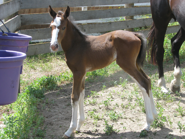 Nyla 2008 Foal